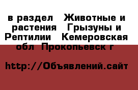  в раздел : Животные и растения » Грызуны и Рептилии . Кемеровская обл.,Прокопьевск г.